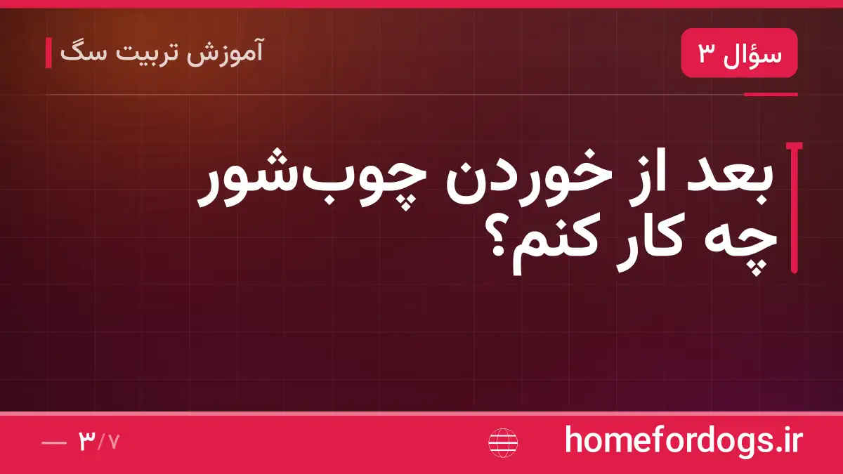 بعد از خوردن چوبشور چه کار کنم؟