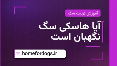 آیا هاسکی سگ نگهبان است
