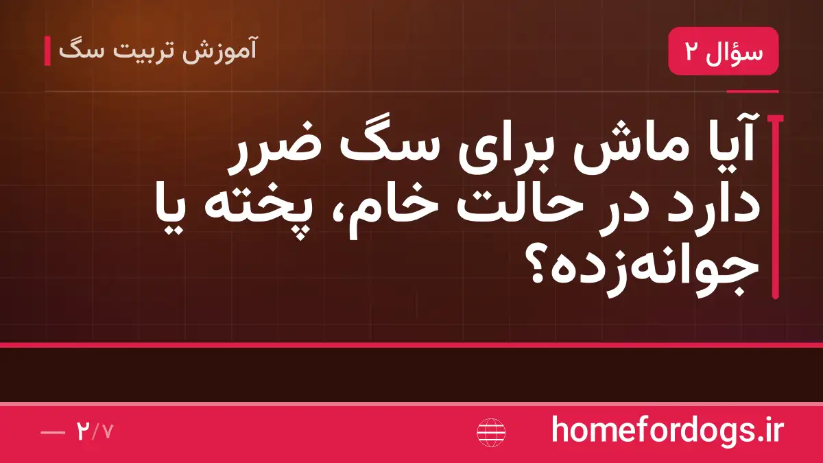 آیا ماش برای سگ ضرر دارد در حالت خام، پخته یا جوانه‌زده؟
