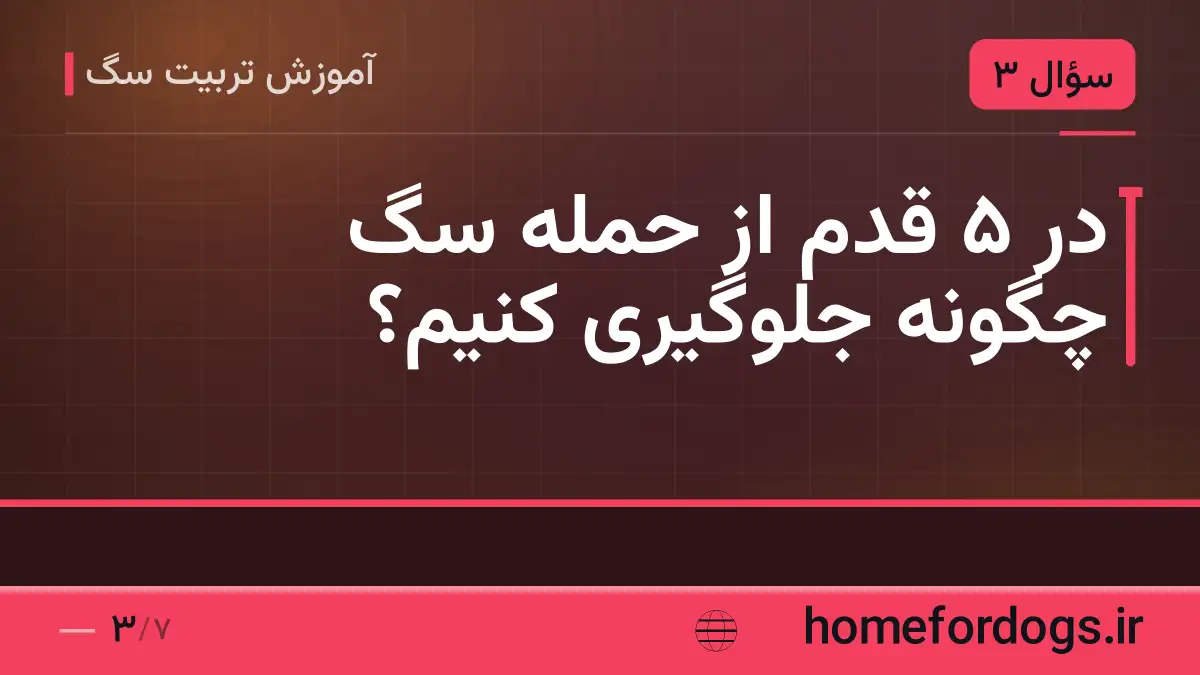 در ۵ قدم از حمله سگ چگونه جلوگیری کنیم؟