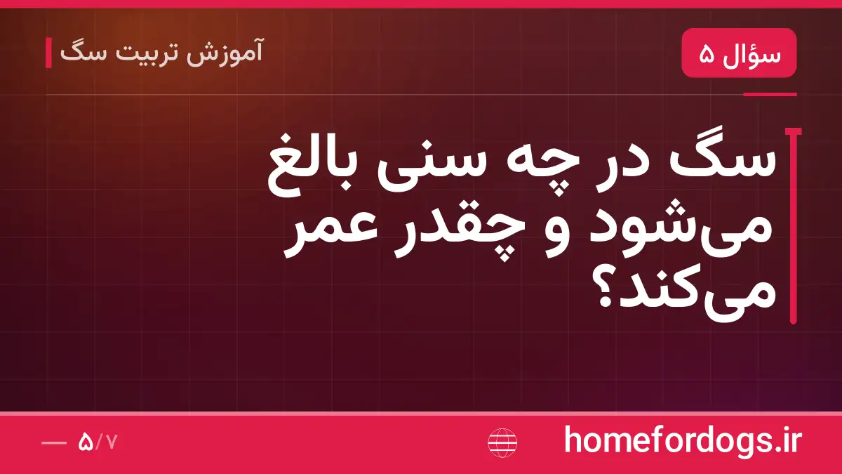 سگ در چه سنی بالغ میشود و چقدر عمر میکند؟