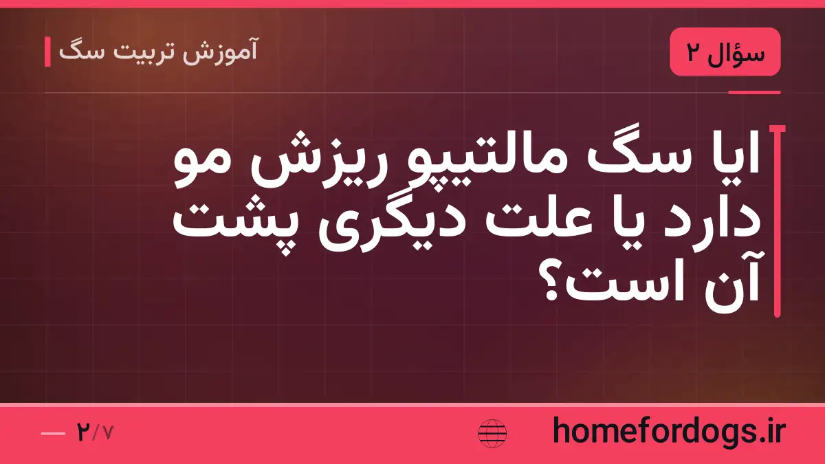 ایا سگ مالتیپو ریزش مو دارد یا علت دیگری پشت آن است؟