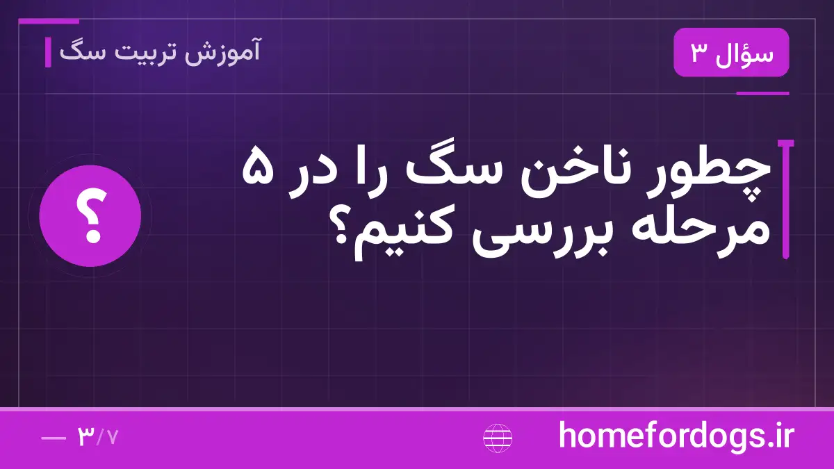 چطور ناخن سگ را در ۵ مرحله بررسی کنیم؟
