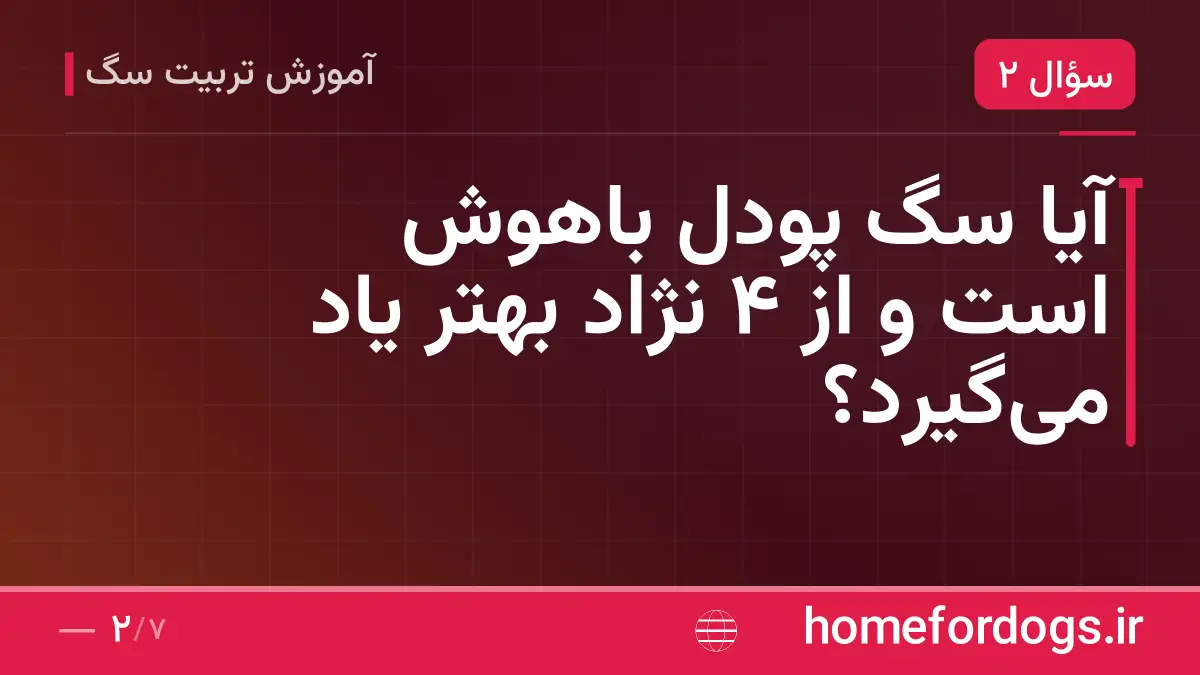 آیا سگ پودل باهوش است و از ۴ نژاد بهتر یاد می‌گیرد؟
