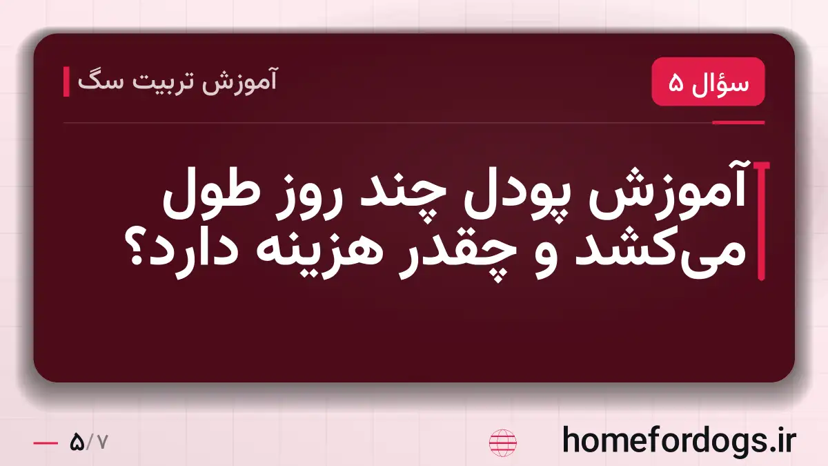 آموزش پودل چند روز طول می‌کشد و چقدر هزینه دارد؟