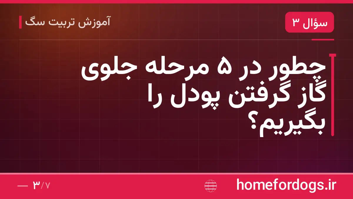 چطور در ۵ مرحله جلوی گاز گرفتن پودل را بگیریم؟