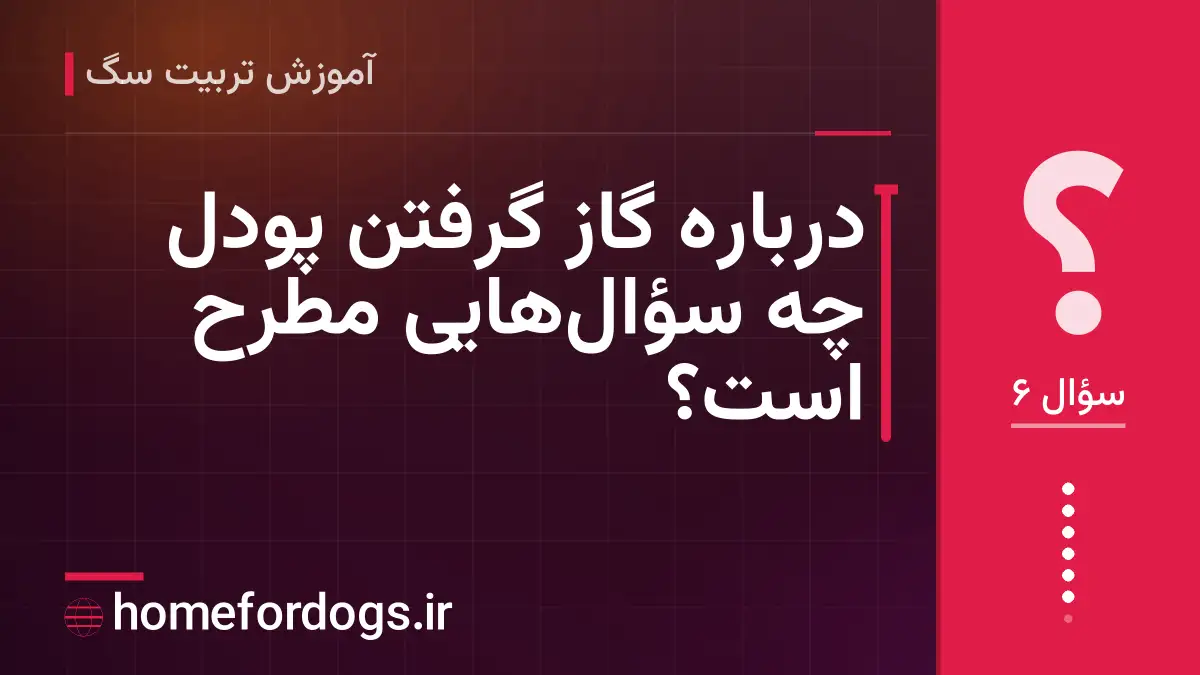 درباره گاز گرفتن پودل چه سؤال‌هایی مطرح است؟