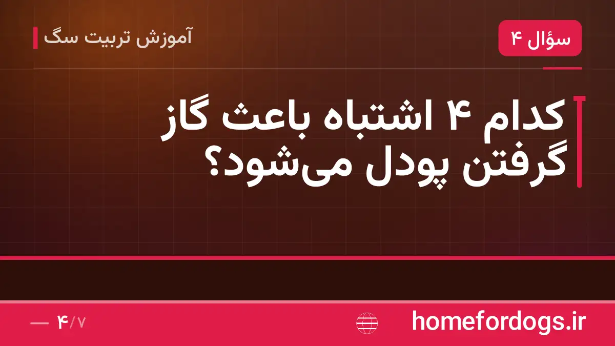 کدام ۴ اشتباه باعث گاز گرفتن پودل می‌شود؟