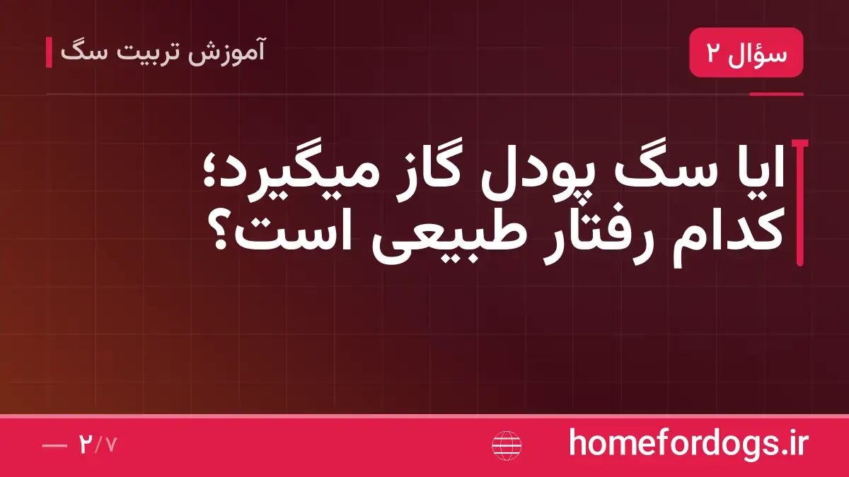 ایا سگ پودل گاز میگیرد؛ کدام رفتار طبیعی است؟
