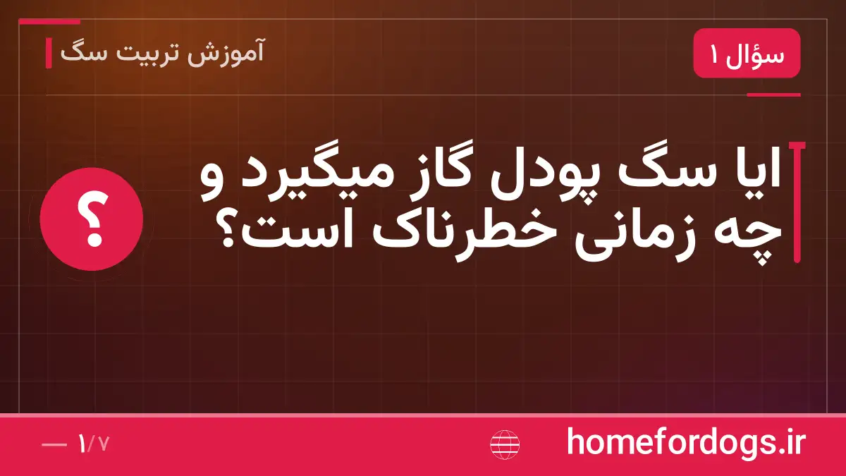 ایا سگ پودل گاز میگیرد و چه زمانی خطرناک است؟