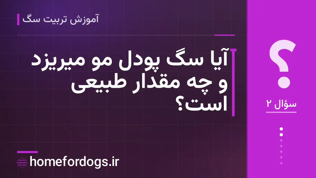 آیا سگ پودل مو میریزد و چه مقدار طبیعی است؟