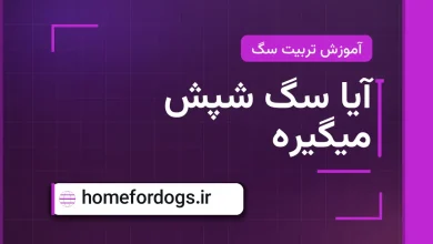 آیا سگ شپش میگیره
