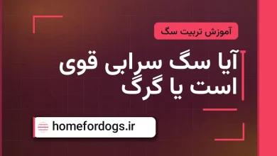 آیا سگ سرابی قوی است یا گرگ