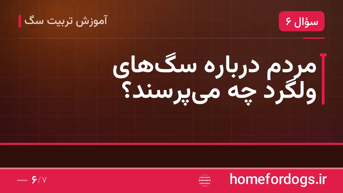 مردم درباره سگ‌های ولگرد چه می‌پرسند؟
