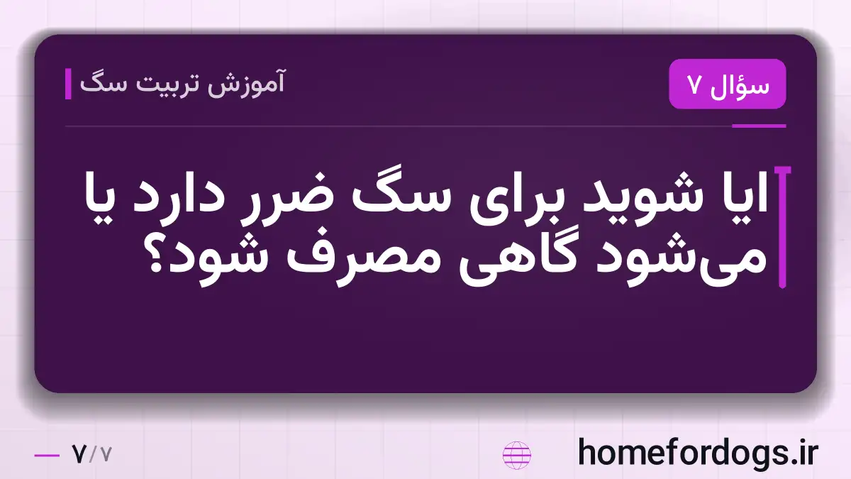 ایا شوید برای سگ ضرر دارد یا می‌شود گاهی مصرف شود؟
