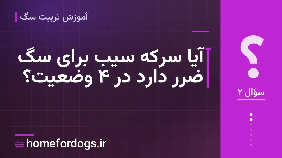 آیا سرکه سیب برای سگ ضرر دارد در ۴ وضعیت؟