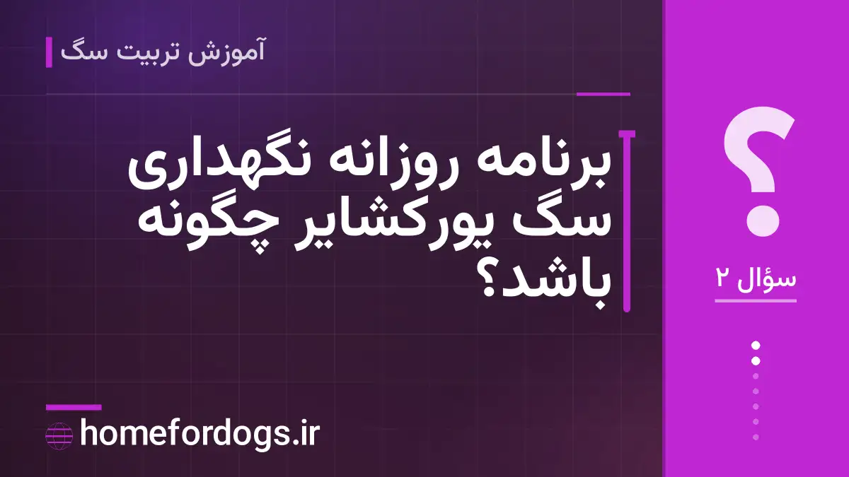 برنامه روزانه نگهداری سگ یورکشایر چگونه باشد؟