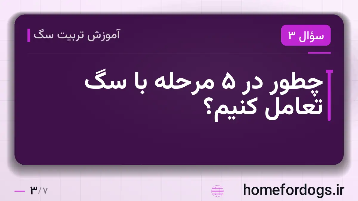 چطور در ۵ مرحله با سگ تعامل کنیم؟