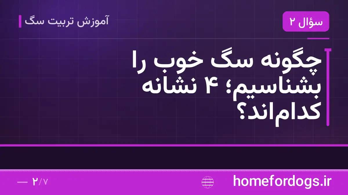 چگونه سگ خوب را بشناسیم؛ ۴ نشانه کداماند؟
