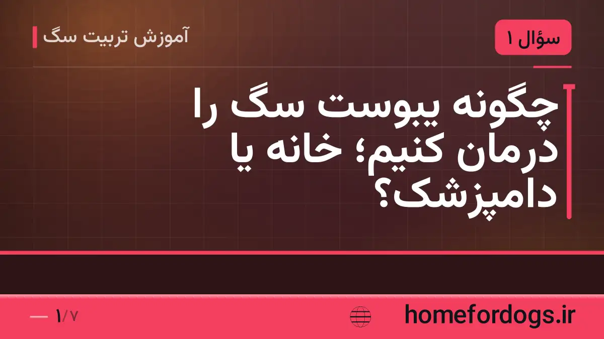 چگونه یبوست سگ را درمان کنیم؛ خانه یا دامپزشک؟