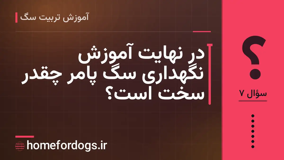 در نهایت آموزش نگهداری سگ پامر چقدر سخت است؟