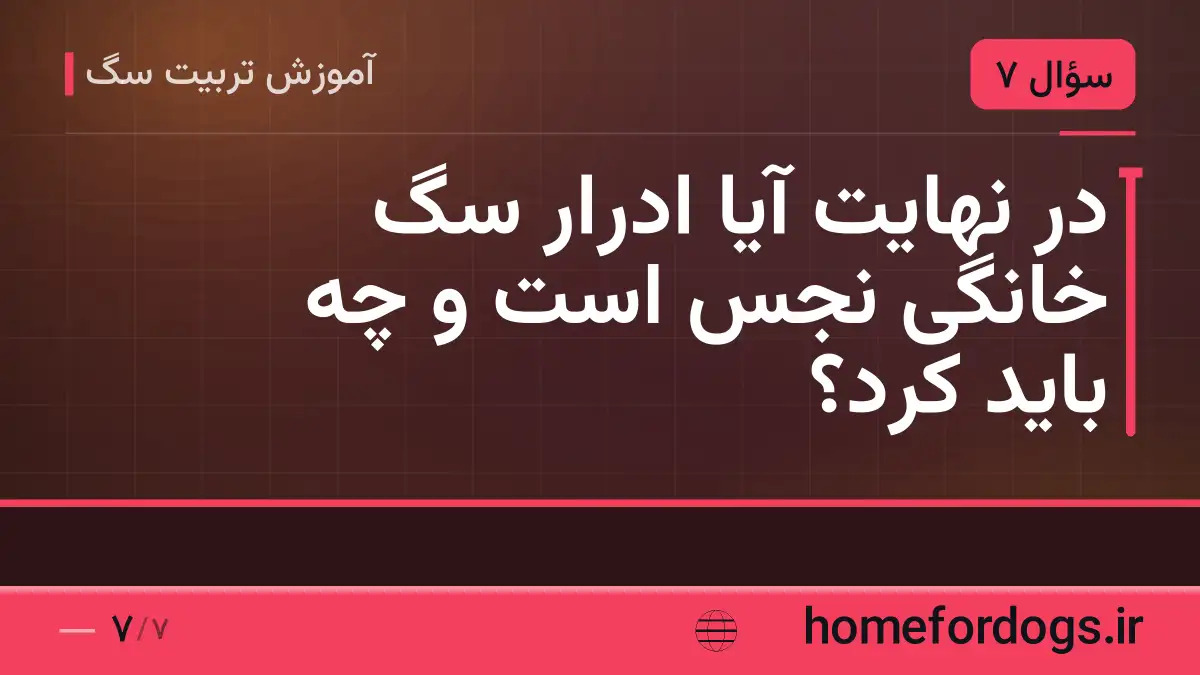در نهایت آیا ادرار سگ خانگی نجس است و چه باید کرد؟