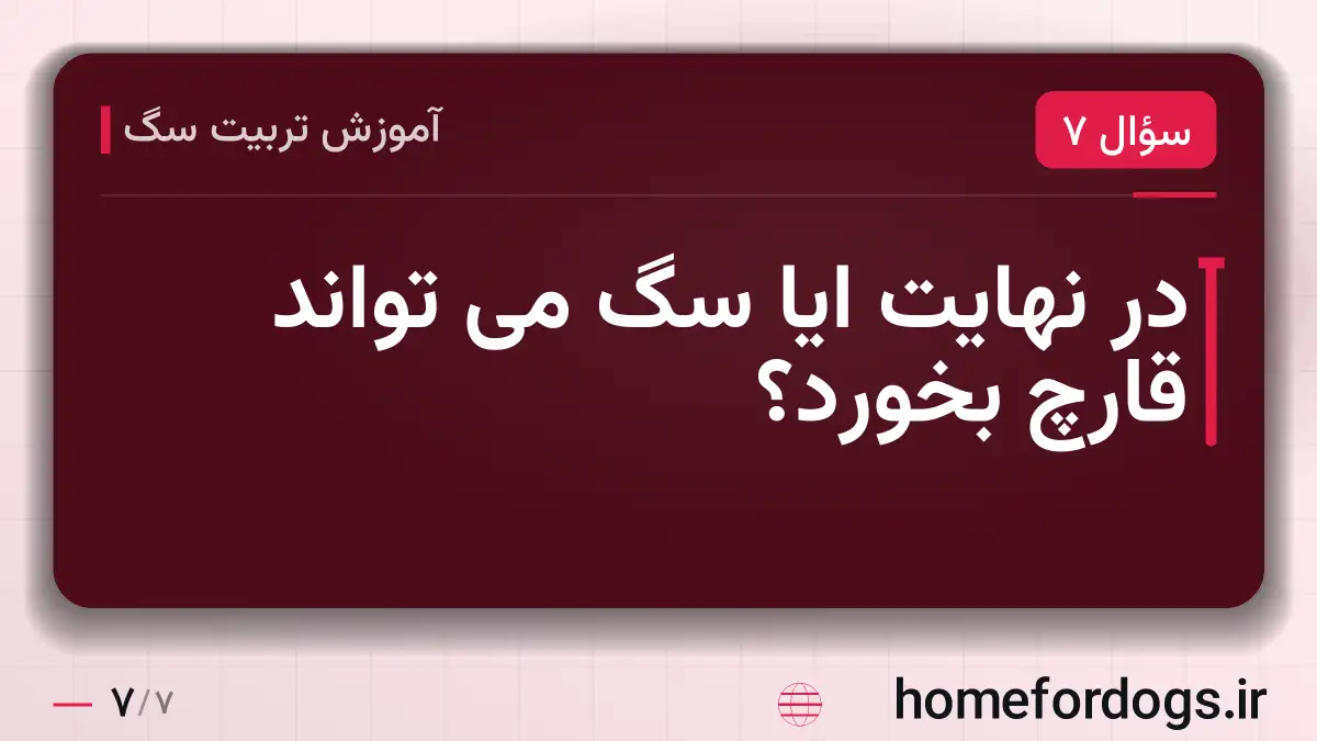 در نهایت ایا سگ می تواند قارچ بخورد؟