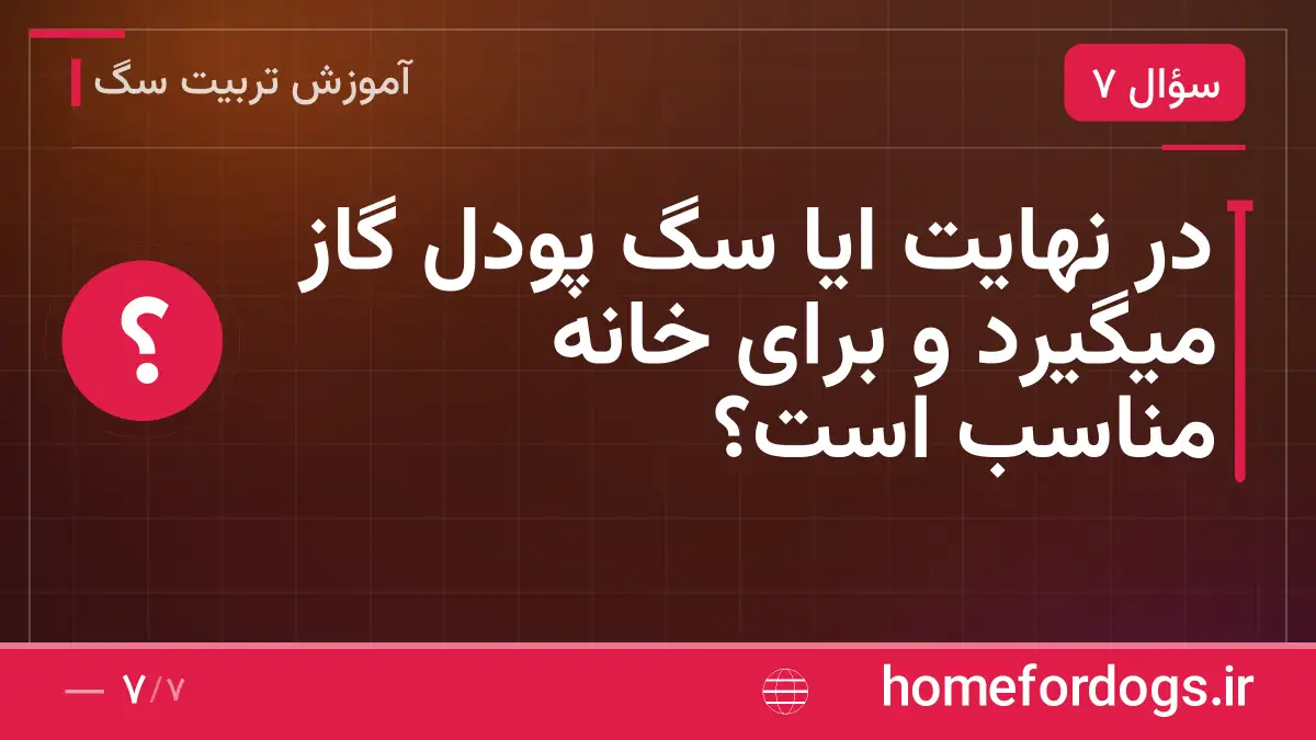 در نهایت ایا سگ پودل گاز میگیرد و برای خانه مناسب است؟