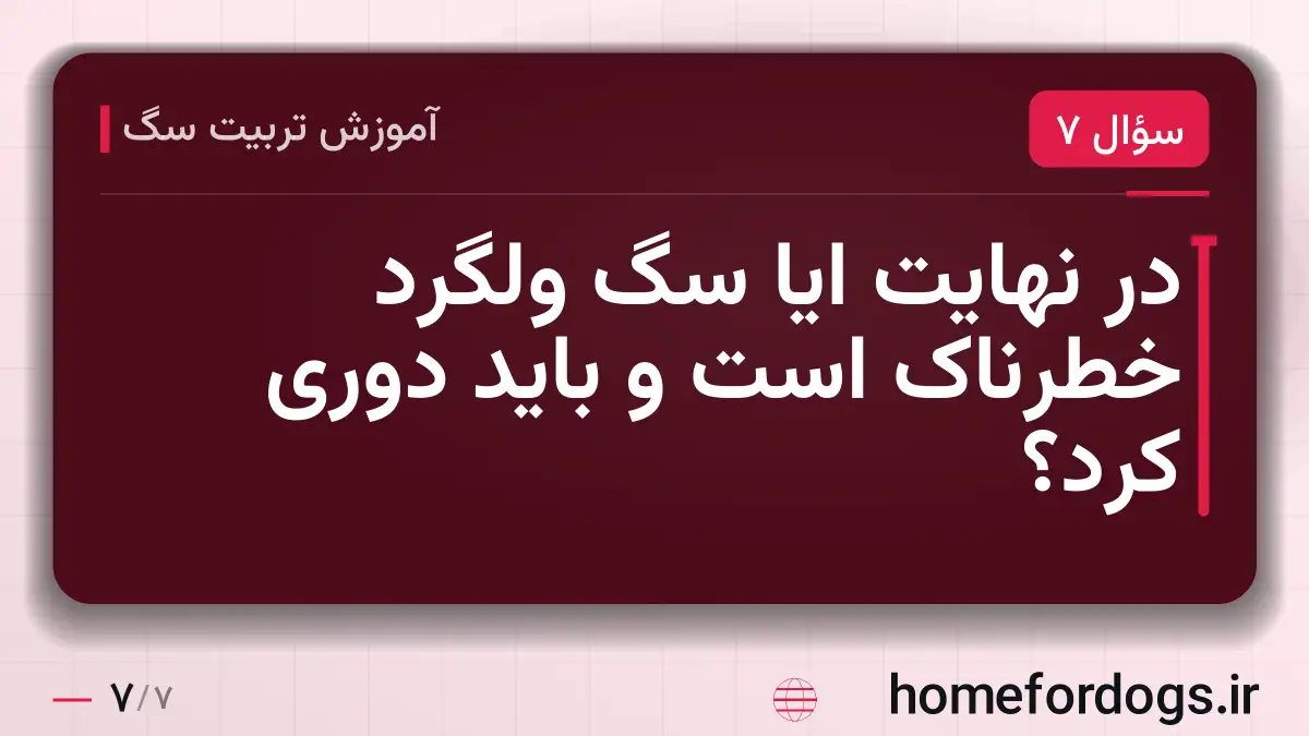 در نهایت ایا سگ ولگرد خطرناک است و باید دوری کرد؟