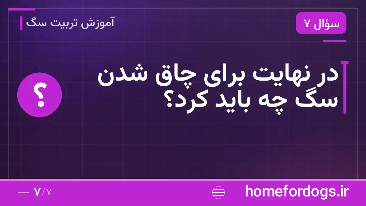 در نهایت برای چاق شدن سگ چه باید کرد؟