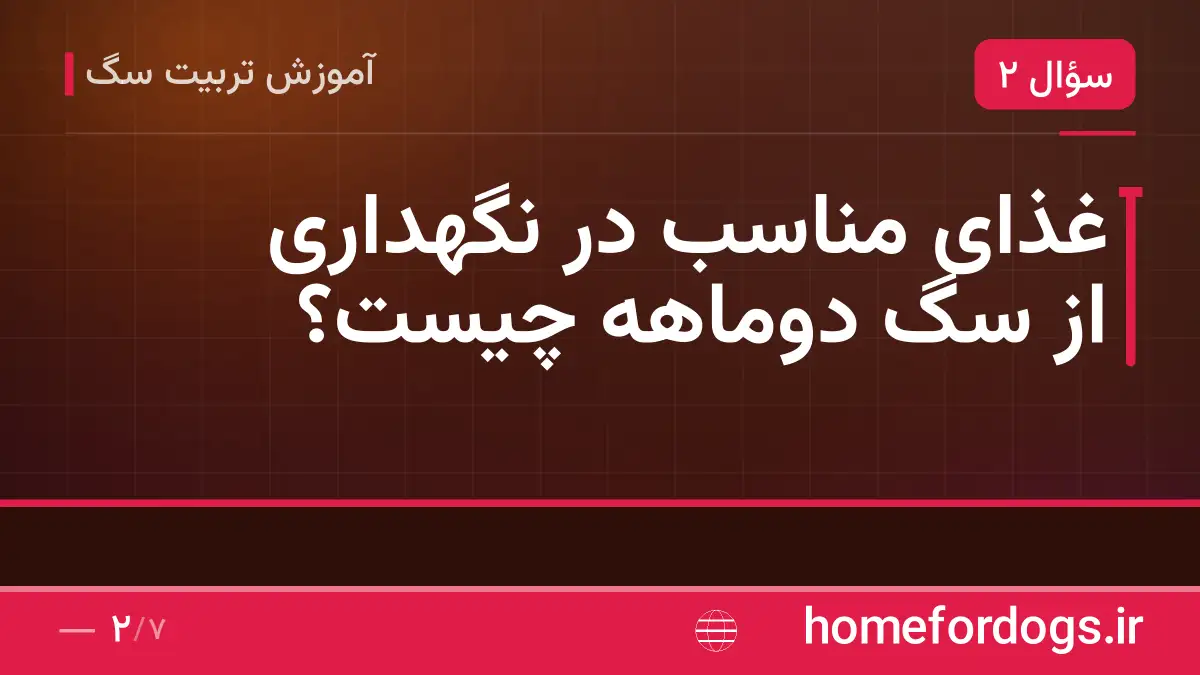 غذای مناسب در نگهداری از سگ دوماهه چیست؟