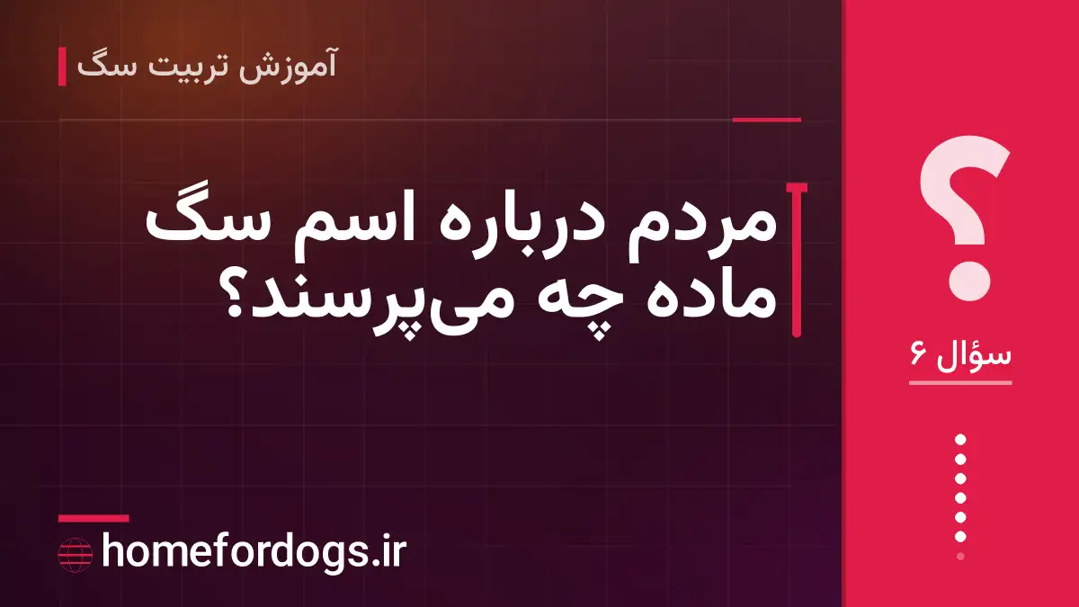 مردم درباره اسم سگ ماده چه می‌پرسند؟