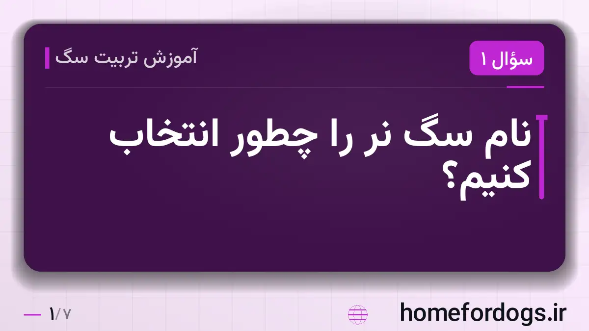 نام سگ نر را چطور انتخاب کنیم؟