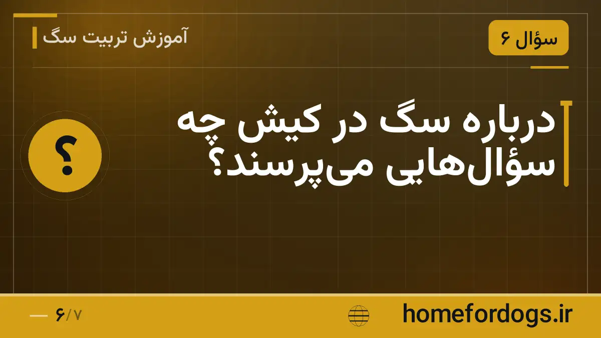 درباره سگ در کیش چه سؤال‌هایی می‌پرسند؟