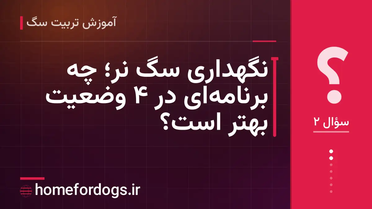 نگهداری سگ نر؛ چه برنامه‌ای در ۴ وضعیت بهتر است؟