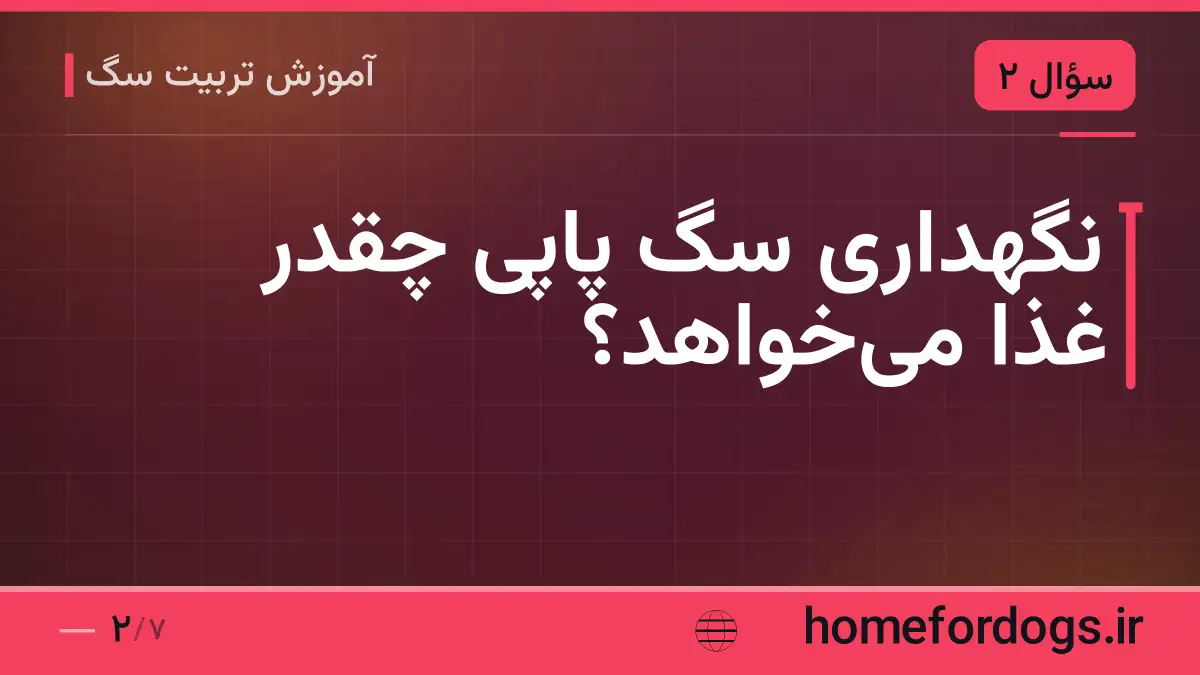 نگهداری سگ پاپی چقدر غذا می‌خواهد؟