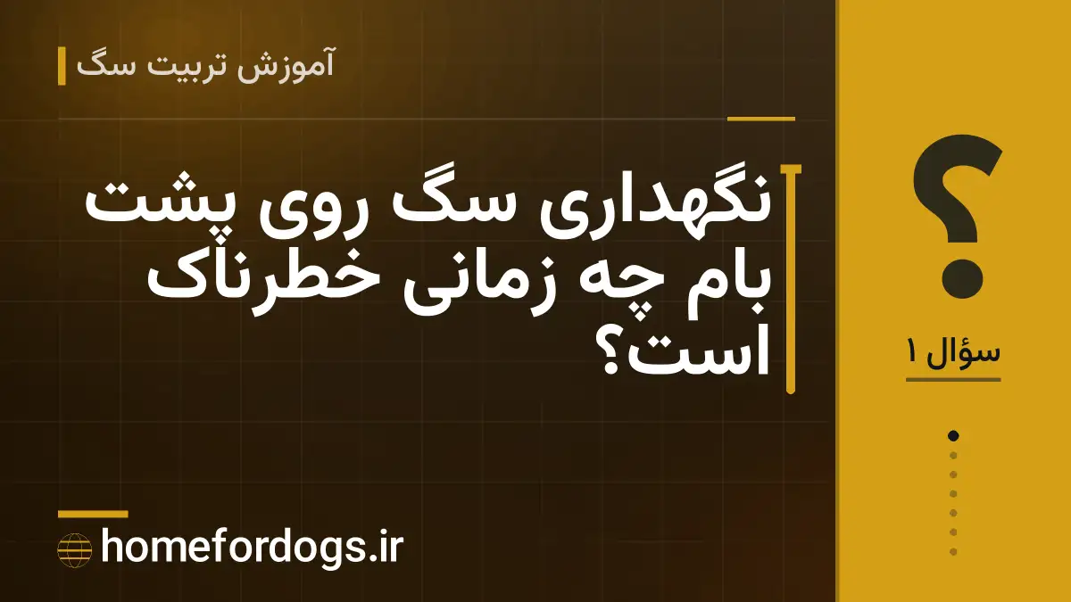 نگهداری سگ روی پشت بام چه زمانی خطرناک است؟