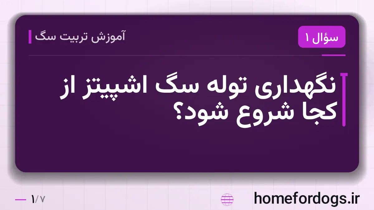 نگهداری توله سگ اشپیتز از کجا شروع شود؟