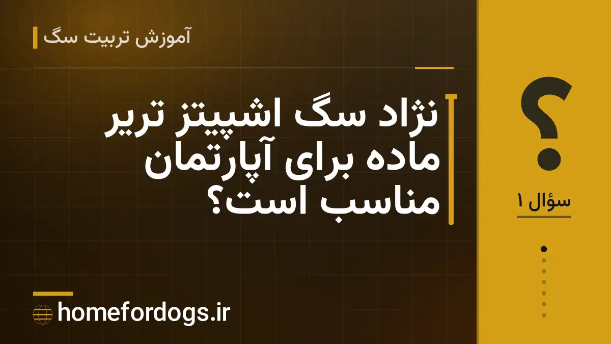 نژاد سگ اشپیتز تریر ماده برای آپارتمان مناسب است؟