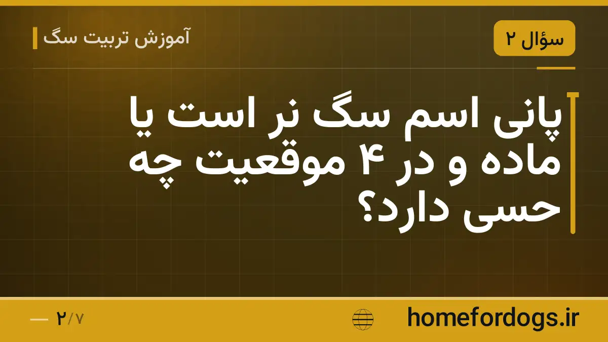 پانی اسم سگ نر است یا ماده و در ۴ موقعیت چه حسی دارد؟