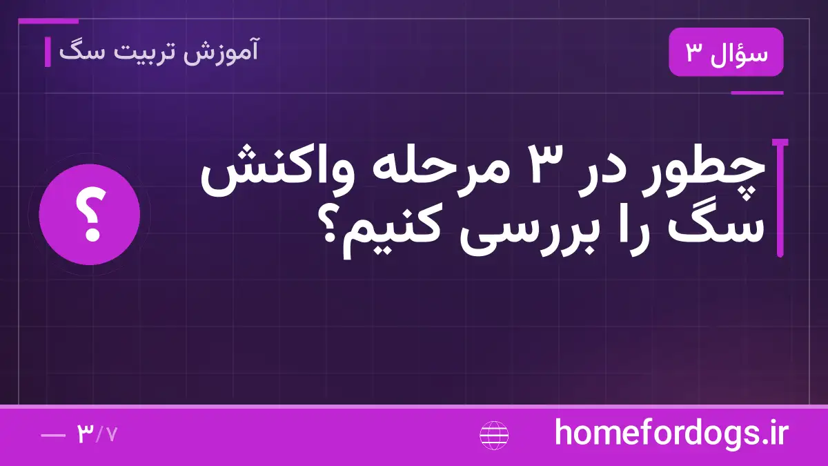 چطور در ۳ مرحله واکنش سگ را بررسی کنیم؟