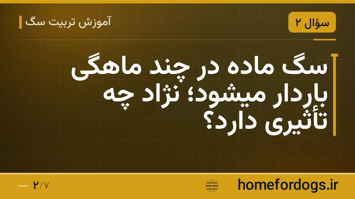 سگ ماده در چند ماهگی باردار میشود؛ نژاد چه تأثیری دارد؟