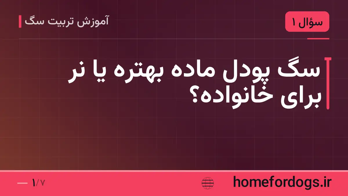 سگ پودل ماده بهتره یا نر برای خانواده؟