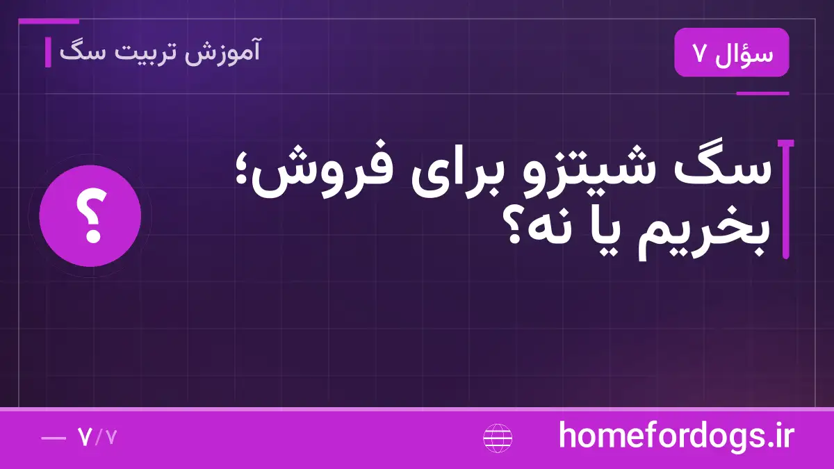 سگ شیتزو برای فروش؛ بخریم یا نه؟