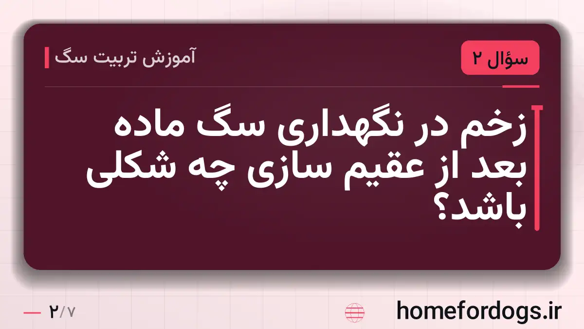 زخم در نگهداری سگ ماده بعد از عقیم سازی چه شکلی باشد؟